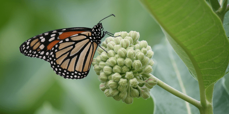Monarch Butterfly