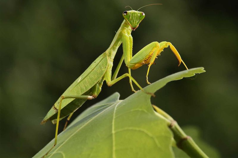 Praying Mantises
