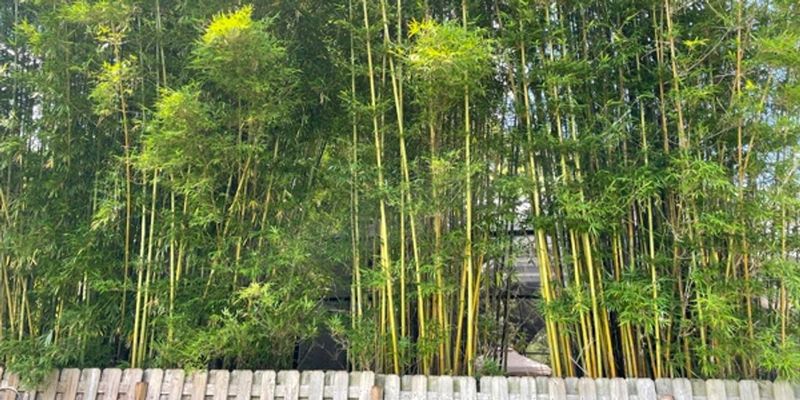 Bamboo