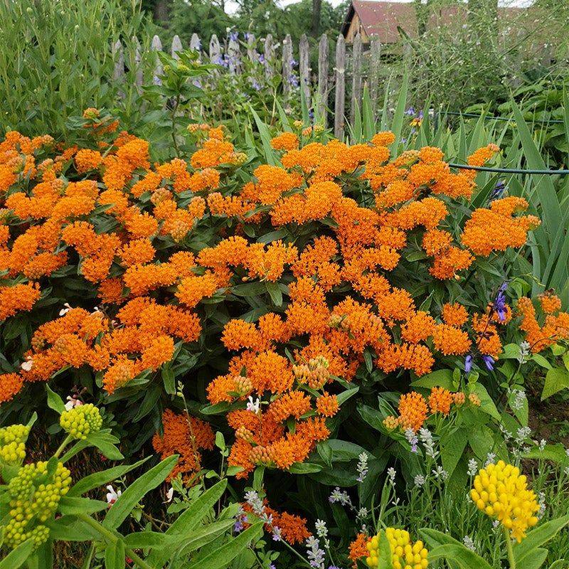 Butterfly Weed (Asclepias tuberosa)