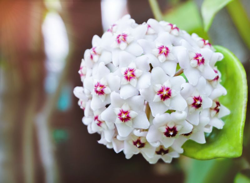Hoya (Hoya carnosa) – The 