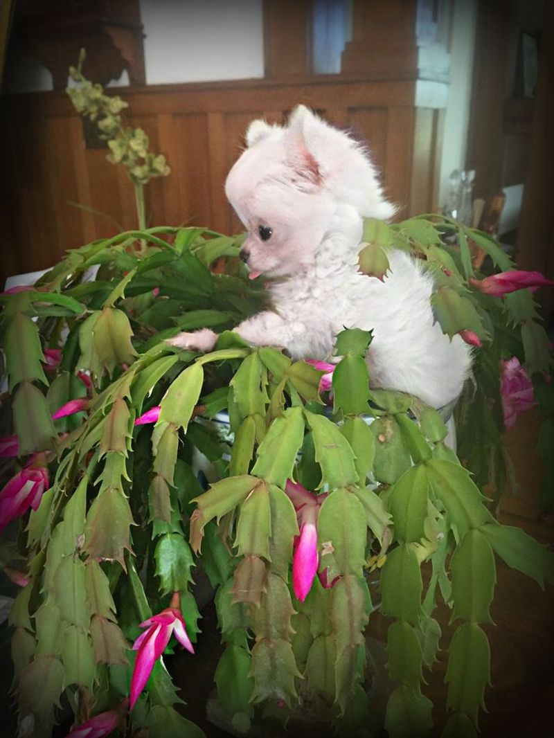 Christmas Cactus (Schlumbergera)