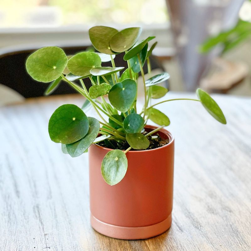 Pilea - The Coin-Sized Charmer
