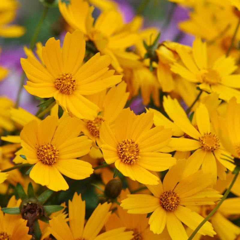 Coreopsis