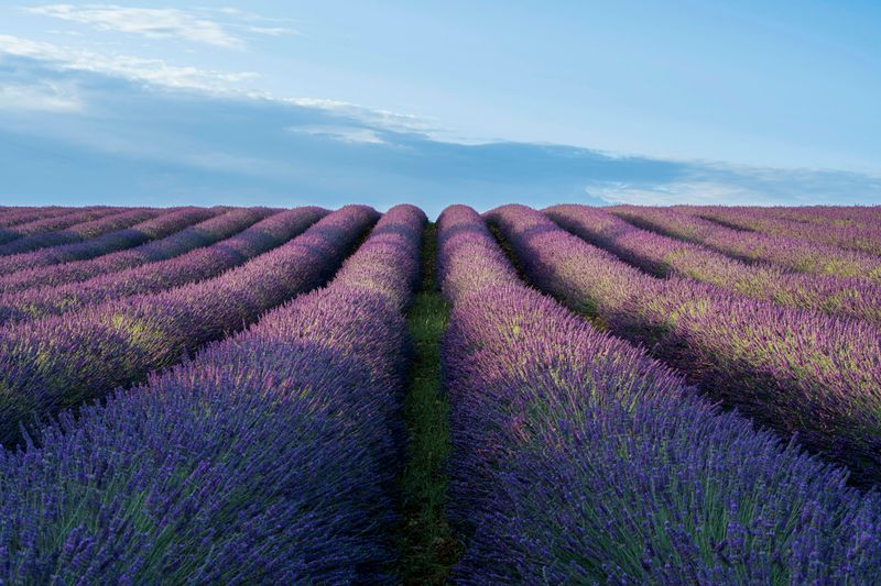 Lavender