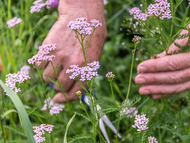 Yarrow