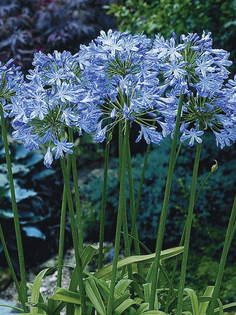 Agapanthus 'Blue Heaven'