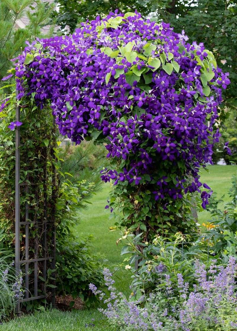 Clematis (Clematis jackmanii)