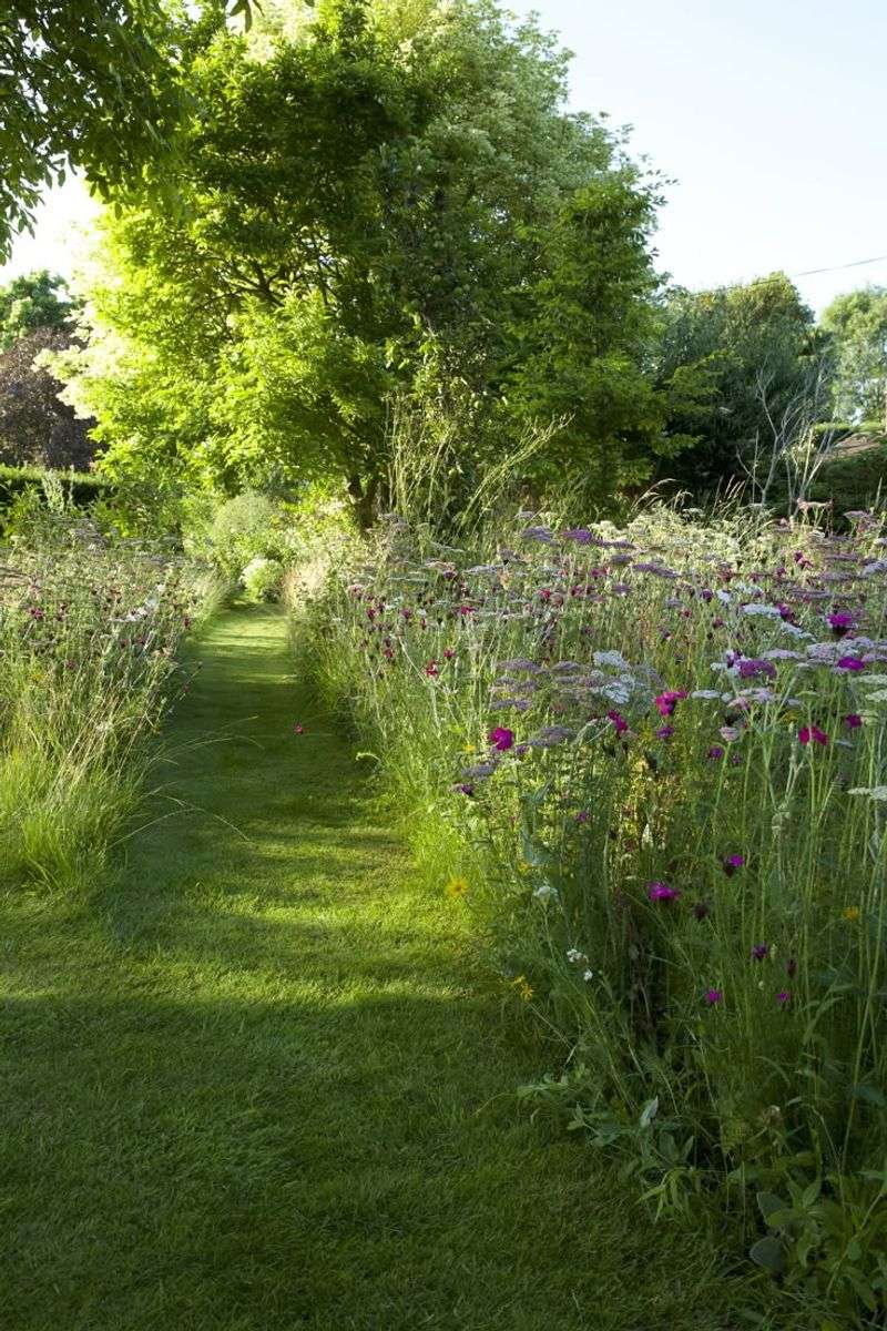 Enchanting Meadow Walk