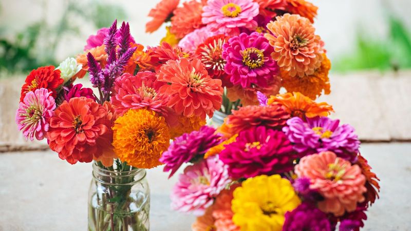 Cut Flower Longevity