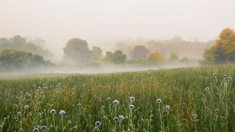 Wildflower Meadows