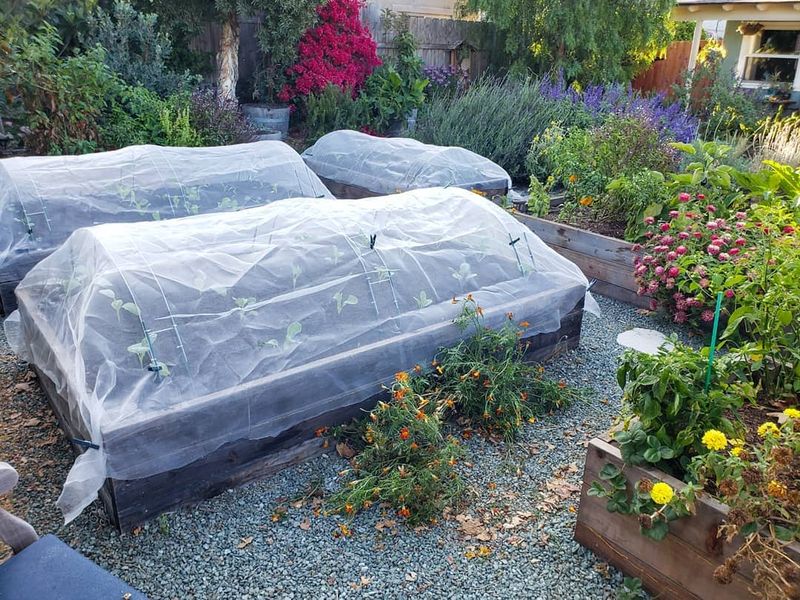 Pest Management Strategies