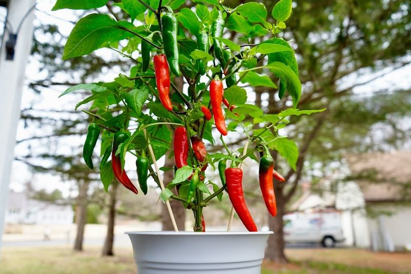 Hot Peppers - Spice That Thrives in the Sizzle