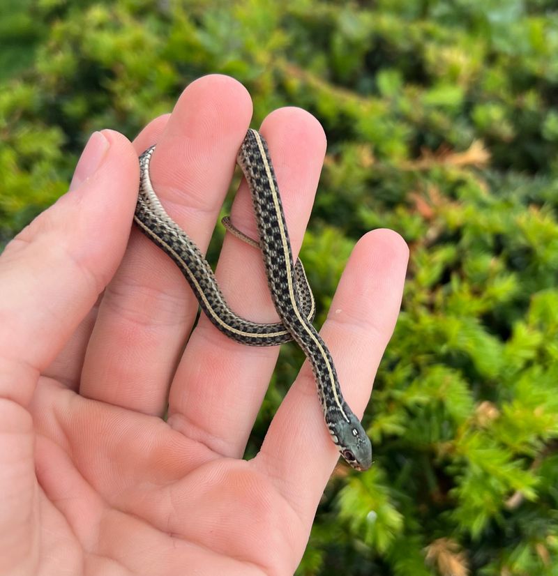 Sightings of Baby Snakes