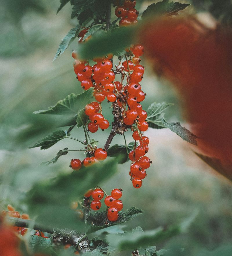 Red Currants