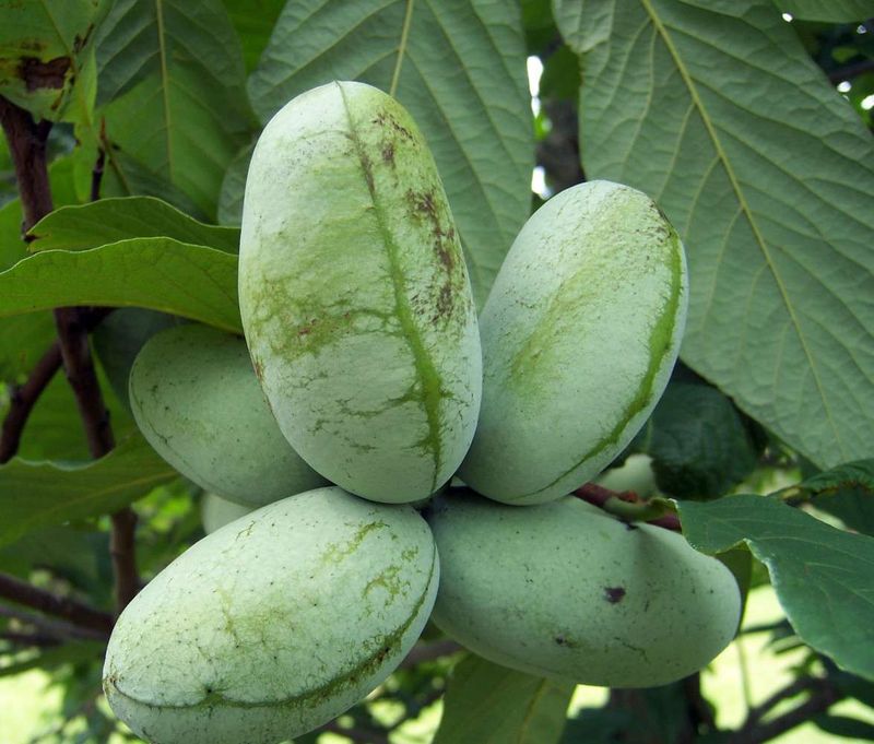 Pawpaw (Asimina triloba)