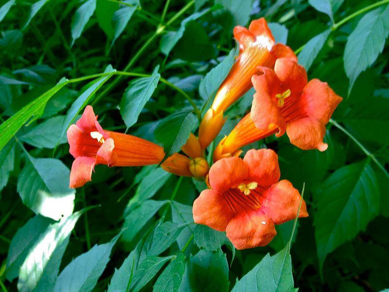 Trumpet Vine (Campsis radicans)
