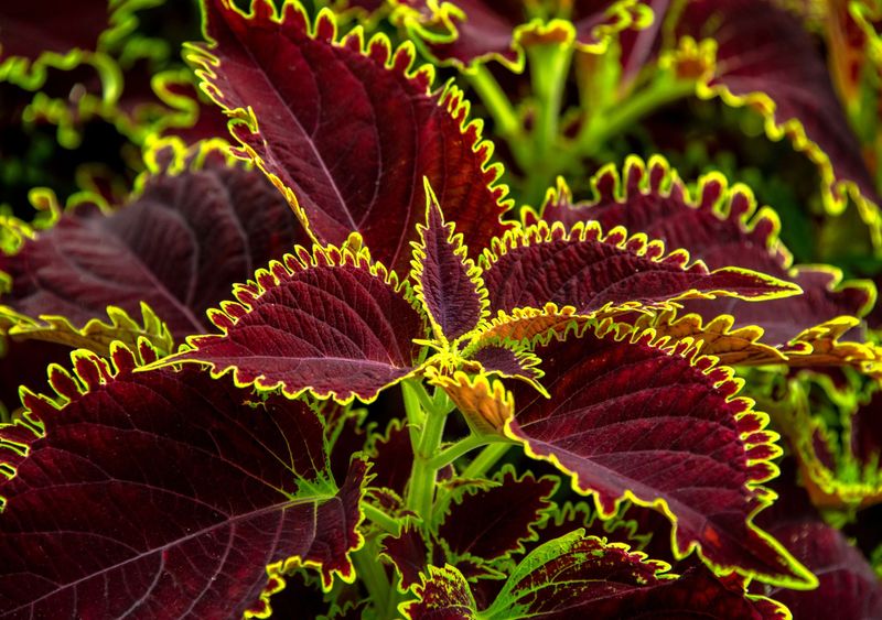 Coleus