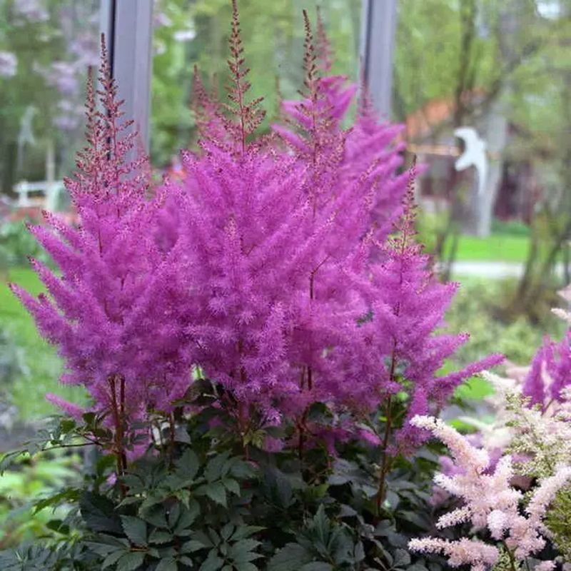Astilbe