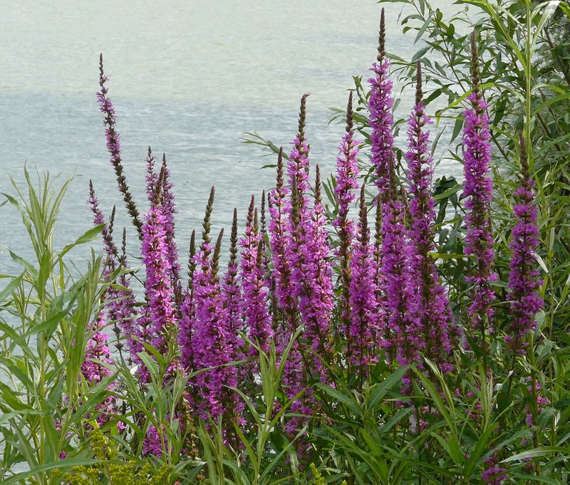 Purple Loosestrife