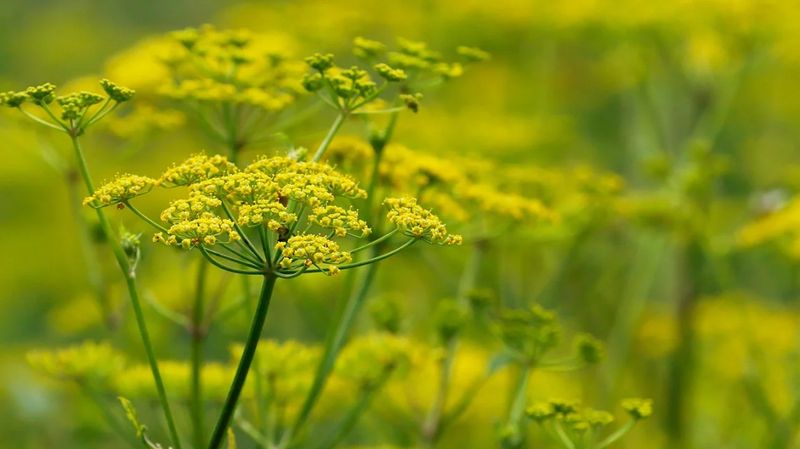 Fennel