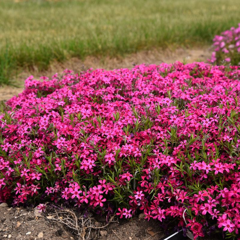 Creeping Phlox