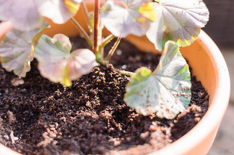 Incorporate Coffee Grounds