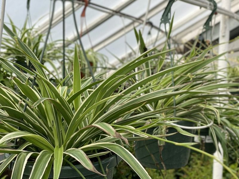 Create Living Privacy Screens