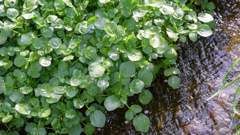 Watercress