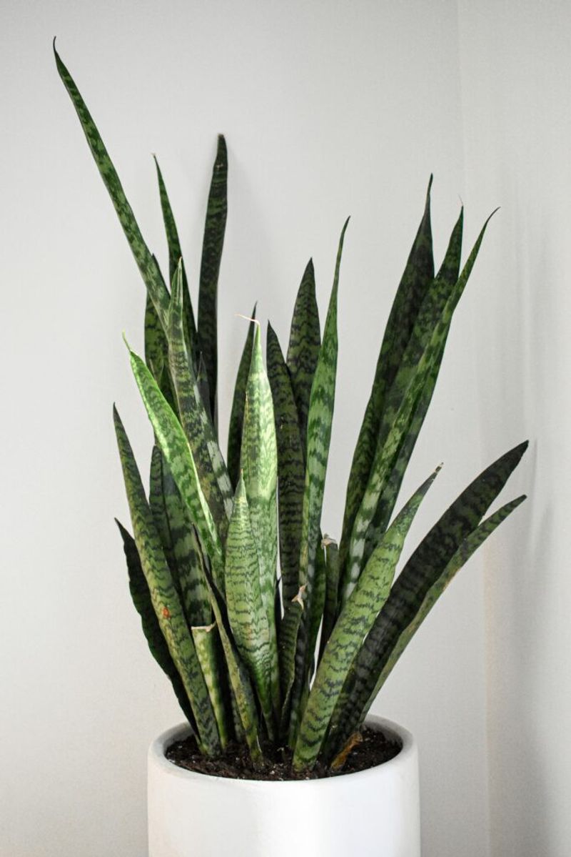 Snake Plant (Sansevieria)