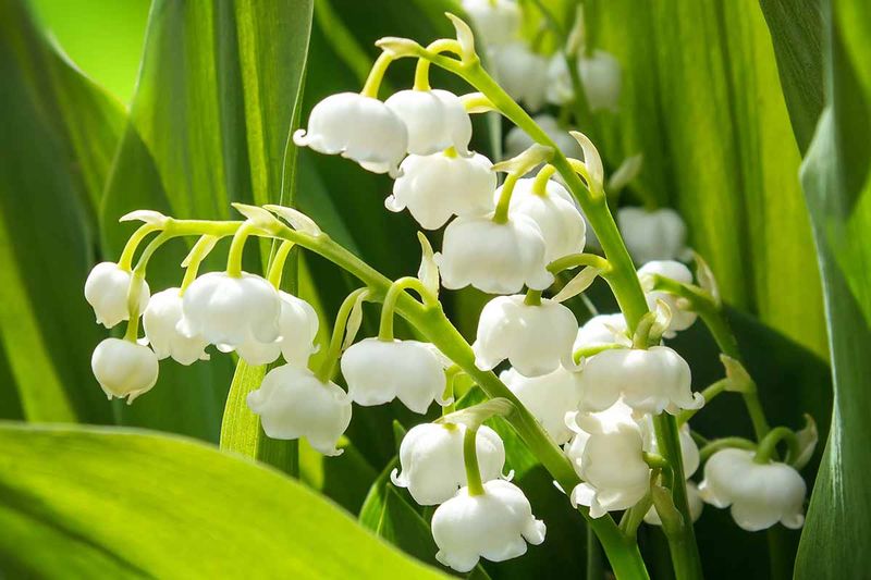 Lily of the Valley