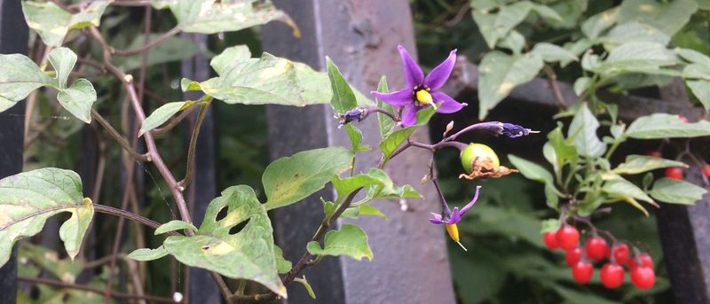 Bittersweet Nightshade