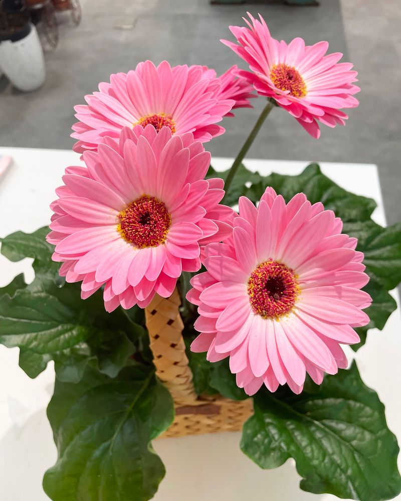 Gerbera Daisy