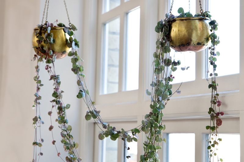 String of Hearts (Ceropegia woodii)