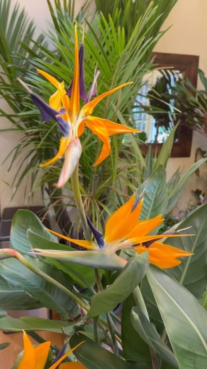 Bird of Paradise (Strelitzia)