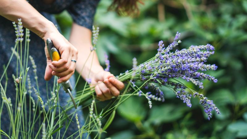Harvesting Blooms