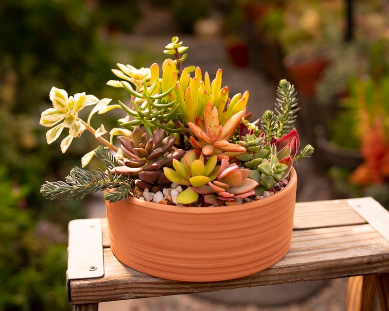 Perfect for Succulents