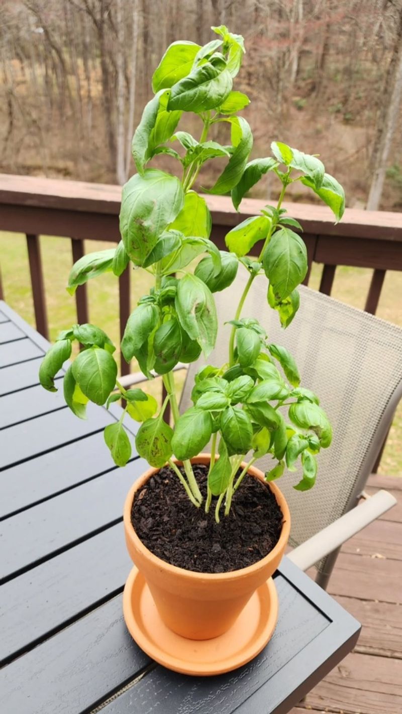 Symbol of Prosperity