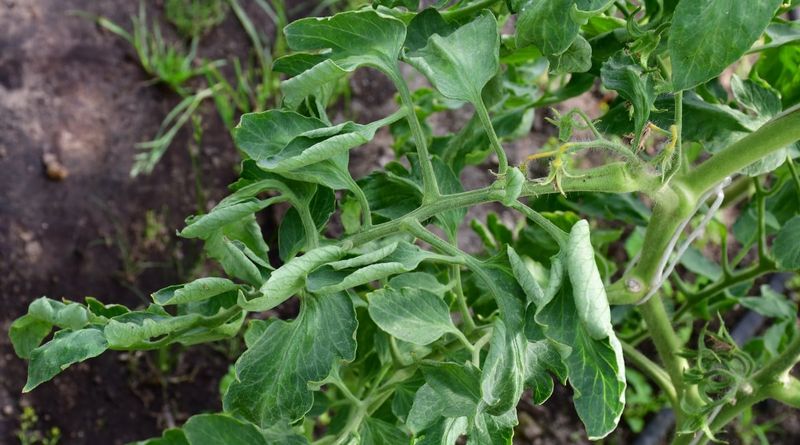 Overwatering or Poor Drainage