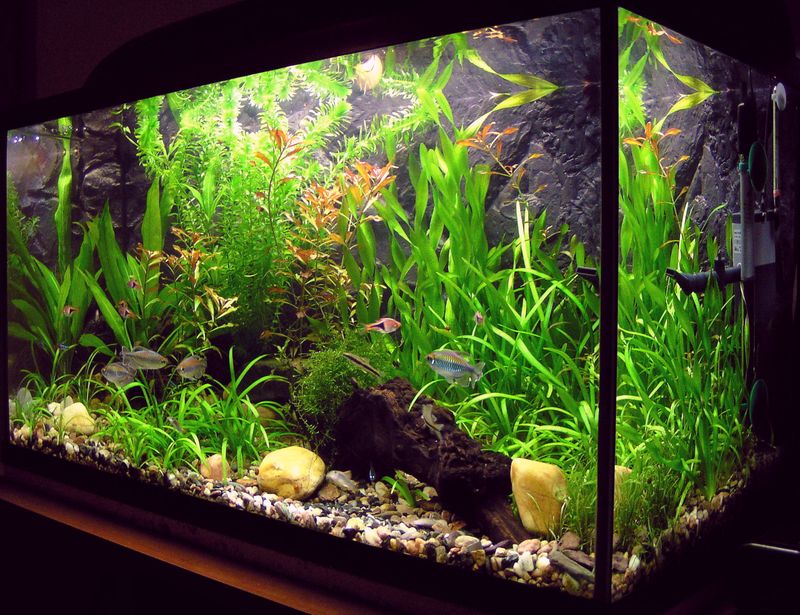 Fish Tank Water