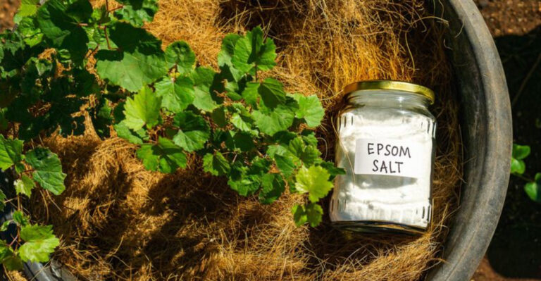 Epsom Salt Gardening Myths Debunked by Utah Gardeners Who Tried It All