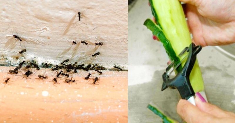 Cucumber Peel Anti-Ant Spray