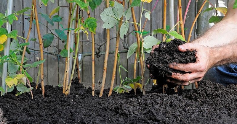 Composted Cow Manure