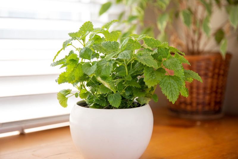 Lemon Balm