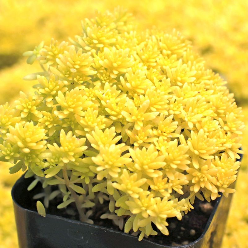 Sedum