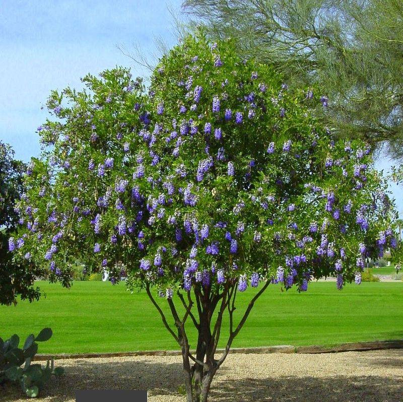 Texas Mountain Laurel