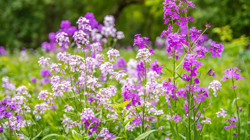 Sweet Rocket - Spiced Cake Sophistication