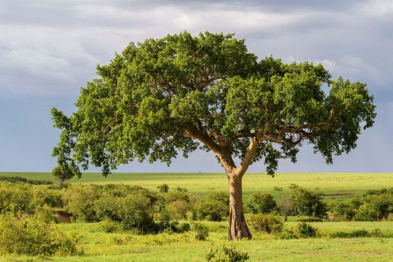 Pollution-Eating Trees (GMO Air Purifiers)