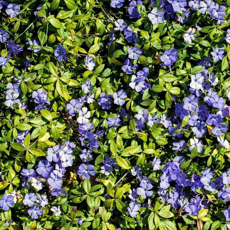 Ground Cover Mastery