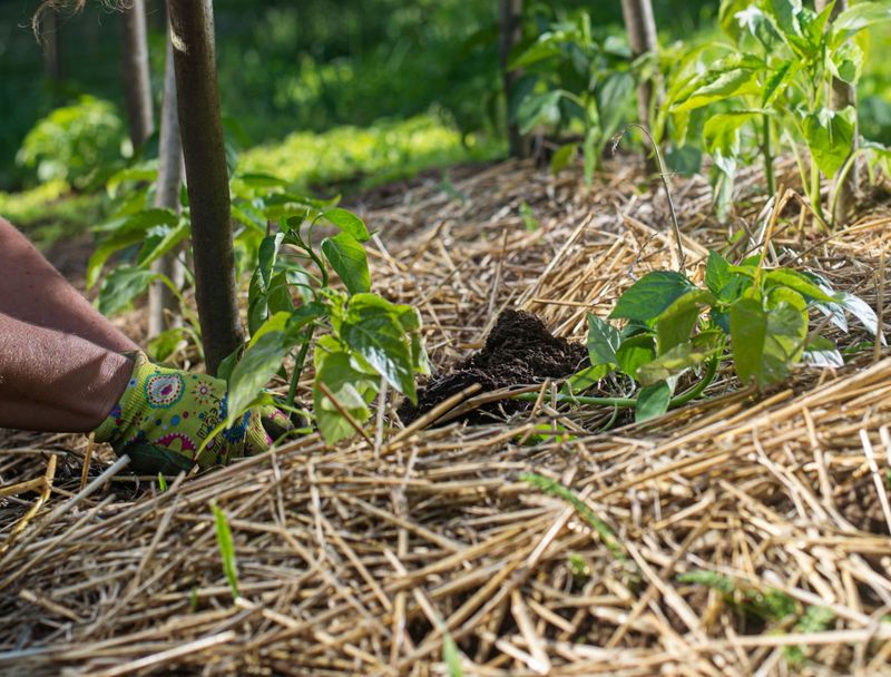 Straw Mulch Revolution
